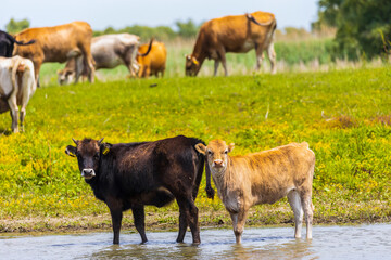 Group of cows in the Danube delta