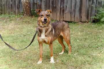 red dog on a leash walks on the street