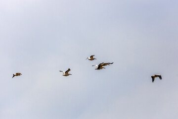 Great White Pelican, pelecanus onocrotalus, Group in Flight.