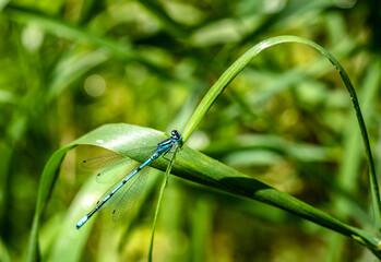 Nice blue color dragonfly sitting in green grass nature macro photography