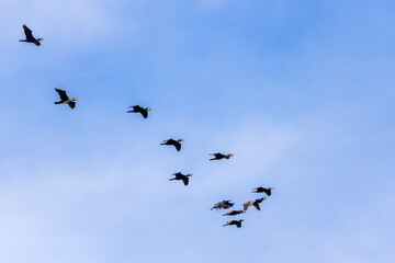 Group of great cormorant (Phalacrocorax carbo) in flight on sky background.