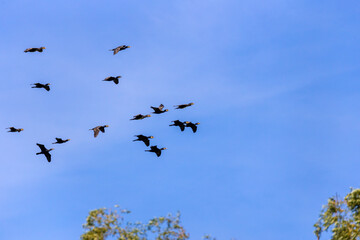 Group of great cormorant (Phalacrocorax carbo) in flight on sky background.