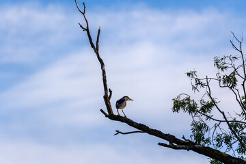 Black-crowned Night-Heron bird in Danube Delta, Romania.