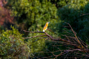 The squacco heron (Ardeola ralloides) in the Danube Delta Biosphere Reserve in Romania