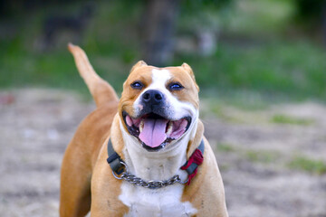 Happy American Staffordshire Terrier dog purebreed female dog in nature