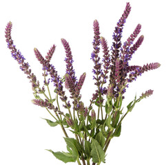 Sage salvia blue medicinal flower on stem bouquet isolated on white background