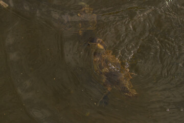 Beautiful little ducklings swim in the pond on a warm summer day