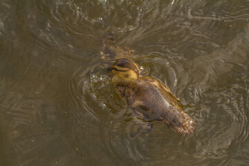 Fototapeta premium Beautiful little ducklings swim in the pond on a warm summer day