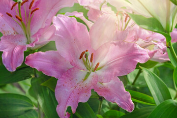 Beautiful rose garden Lily