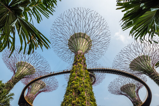 The Supertree Grove, Gardens by the Bay, Singapore,