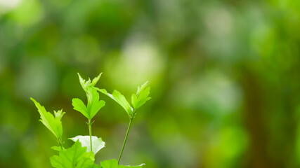 Plant in my garden