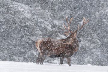 Blizzard. Viripotent Noble Red Deer With Big Horns, Beautifully Turned Head. European Wildlife Landscape With Deer Stag. Portrait Of Lonely Hart With Big Antlers Knee-Deep In The Snow - 358576727