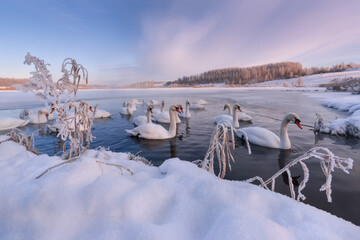 Winter Morning On Swan Lake In Vicinity Of Izborsk.Gorodishchenskoe Lake In Izborsk-Malsky Valley,Pskov Region.Flock Of Wintering Mute Swans Swims In Big Ice Soaring Hole.Landscape With Birds.Russia
- 358576757