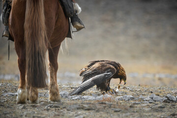 Epic Shot Of A Golden Eagle Tearing Its Prey Near The Horse's Legs.Mongolian Trained Bird Caught A Hare.Ancient Traditions Of Mongolia - 358576776
