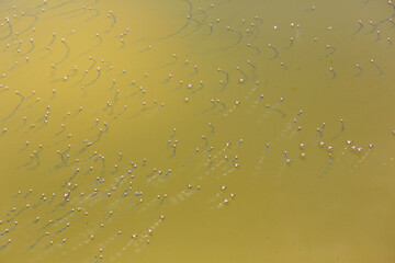 Aerial view of a flock of lesser flamingos over Lake Little Magadi in the Great Rift Valley. Little Magadi is part of Lake Magadi, the southernmost lake in the Kenyan Rift Valley, north of Tanzania.
