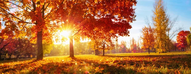 Foto auf Acrylglas Herbstlandschaft. Herbstszene. Bäume und Blätter in Sonnenlichtstrahlen © Pasko Maksim 