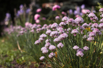 Obraz premium Allium schoenoprasum - bulbous ornamental plant with pink flowers, a plant for decorating urban flower beds