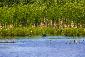 glossy ibis in natural habitat (plegadis falcinellus)