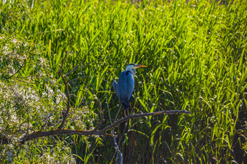 Grey heron bird (Ardea cinerea) in Danube Delta from Romania