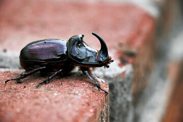 large rhino beetle on red paving tiles