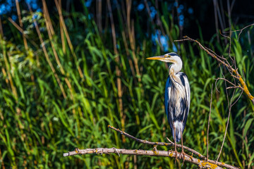 Grey heron bird (Ardea cinerea) in Danube Delta from Romania