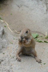 Cute young animal: a close up of a prairie dog eating some salad