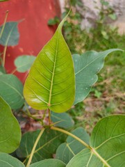 red and green leaves