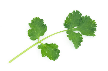 Top view fresh leaves and brach coriander with water drop isolated on white background