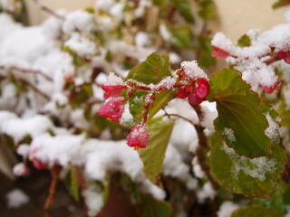Snowy Flower