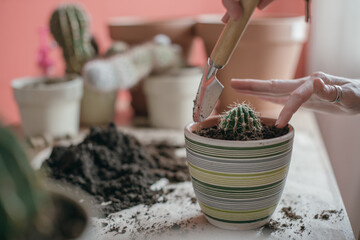 Young woman transplant cacti at home. Close-up of a hand