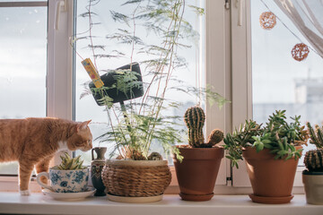 A windowsill with many pots of flowers and a cat. Cat sniffing plants