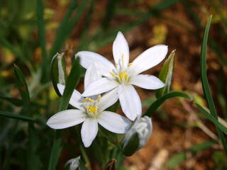 White Flower