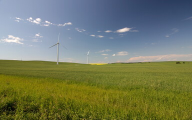 Fototapeta na wymiar A wind farm producing renewable energy on the Canadian Prairies under a clear blue sky on the Alberta prairies.