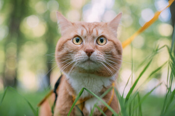 A red cat walks with the owner on a harness