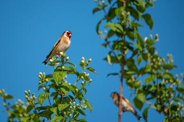 A pair of Goldfinches