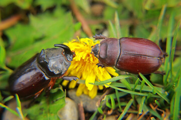 stag beetle on green leaf