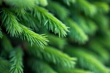 Young green spruce branches needles close-up selective focus natural background