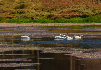 Punta  de Lobos Pichilemu Chile  rocas  mar oceano pacifico olas mar  playas  vacaciones 