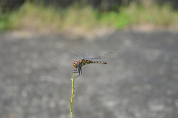 dragonfly on a branch