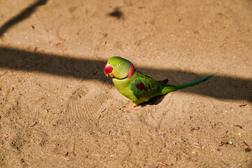 a bright green parrot sits on the ground                               