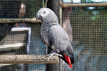 jacko the parrot sits on a branch in the park 