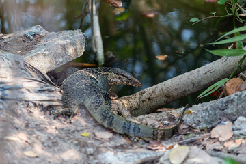 Bangkok Lizard