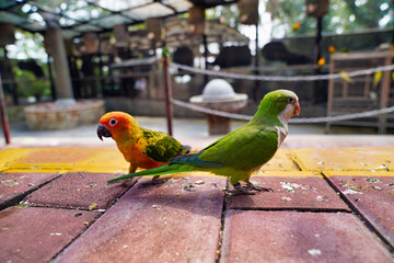 cute parakeets sit on the tile