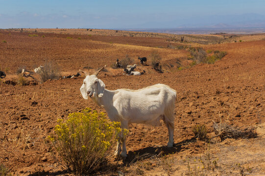 Animales cabras caprinos  desierto pastando paisajes naturaleza.