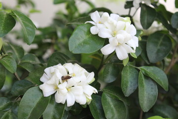 Andaman Satinwood, White flowers with agitated fragrance,Ornamental plant Beautiful patterned wood There is oil in the wood. Commonly used to make home decorations, tool handles, rulers, pen.