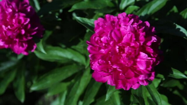 The flower of pink peony with green leaves swings in the wind. Panorama. Close-up