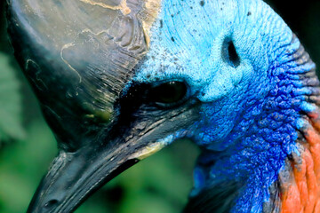 WROCLAW, POLAND - JUNE 09, 2020: Cassowary. The Wroclaw Zoological Garden is the oldest and most...