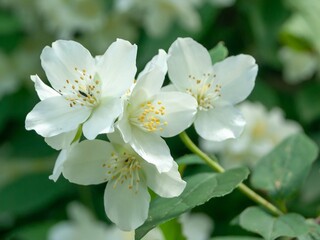Jasmine flowers