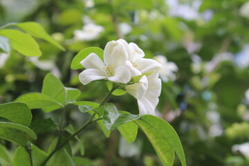 Obraz premium Andaman Satinwood, White flowers with agitated fragrance,Ornamental plant Beautiful patterned wood There is oil in the wood. Commonly used to make home decorations, tool handles, rulers, pen.