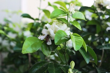 Andaman Satinwood, White flowers with agitated fragrance,Ornamental plant Beautiful patterned wood There is oil in the wood. Commonly used to make home decorations, tool handles, rulers, pen.